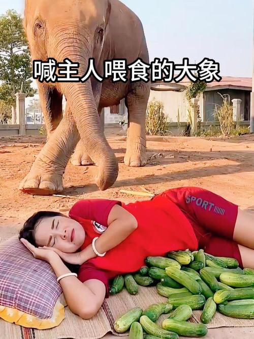 喂大象时遭袭击身亡喂食大象