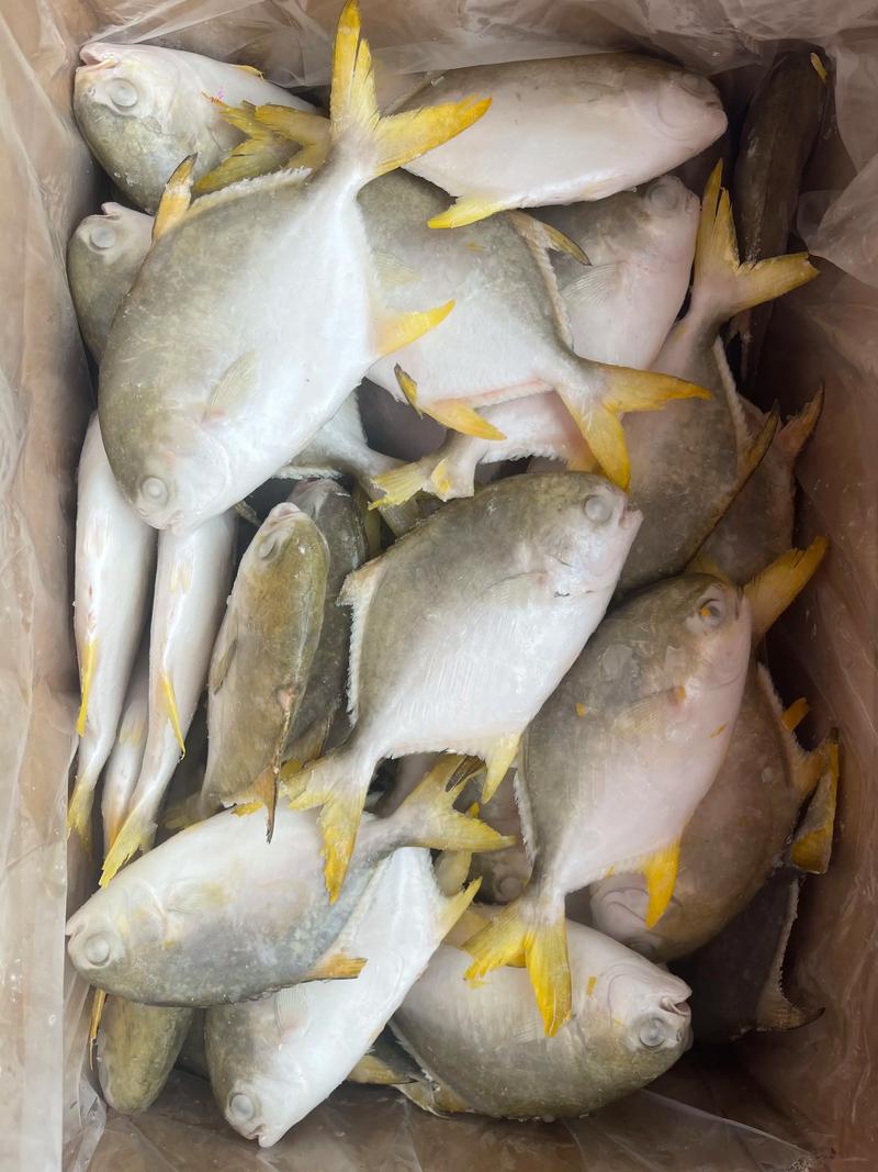 海滩全是金鲳鱼海滩全是金鲳鱼吗
