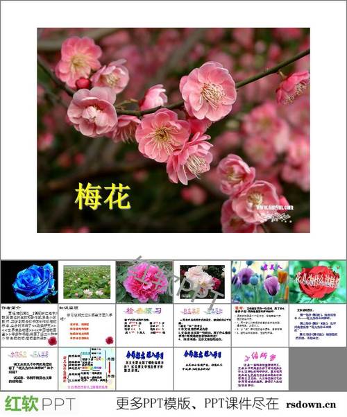 给大家普及下花儿为什么这样红ppt学习教程免费下载找一下子花儿为什么这样红的歌词