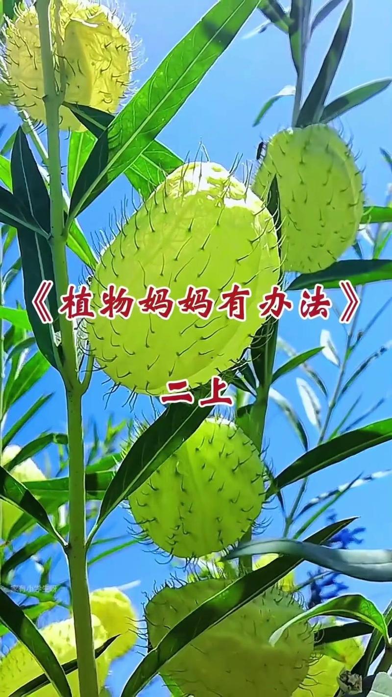 给大家普及下植物妈妈有办法ppt学习教程免费下载植物妈妈有办法ppt课件免费