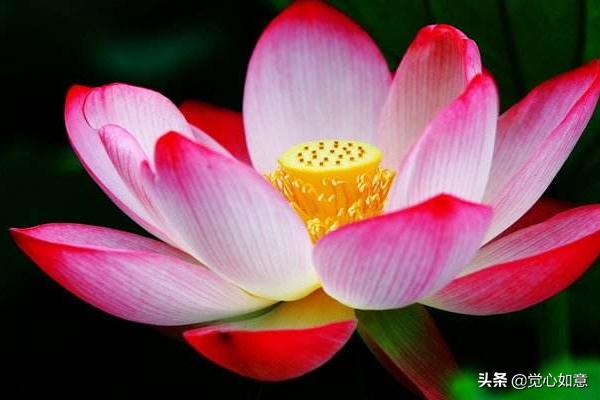 给大家普及下映日荷花别样红ppt学习教程免费下载映日荷花别样红海报
